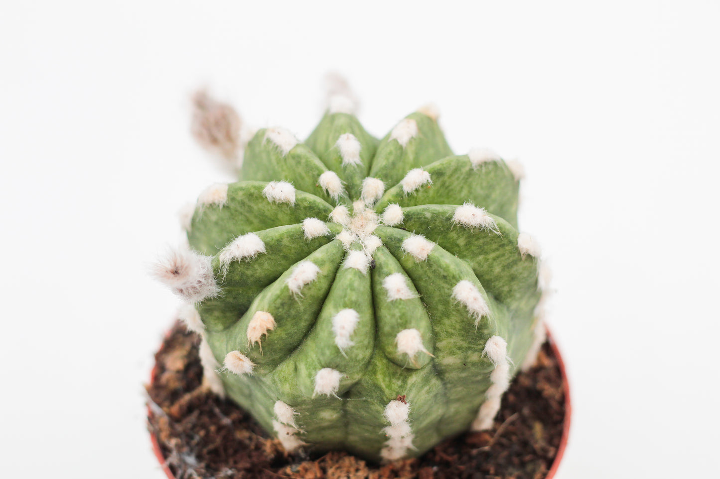 Echinopsis Subdenudata variegata/marbled variegata