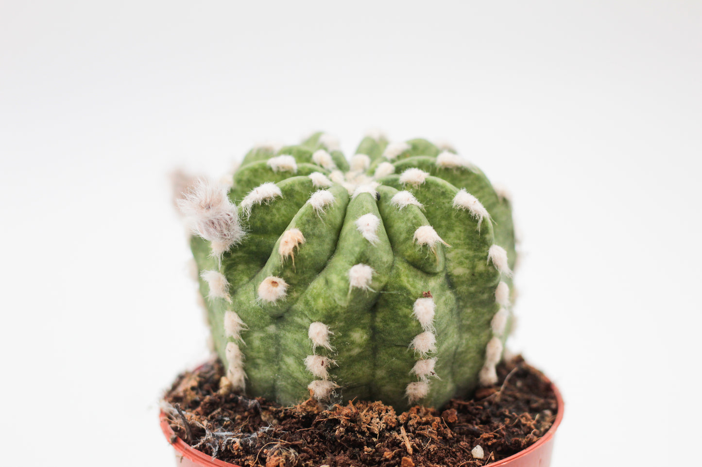 Echinopsis Subdenudata variegata/marbled variegata