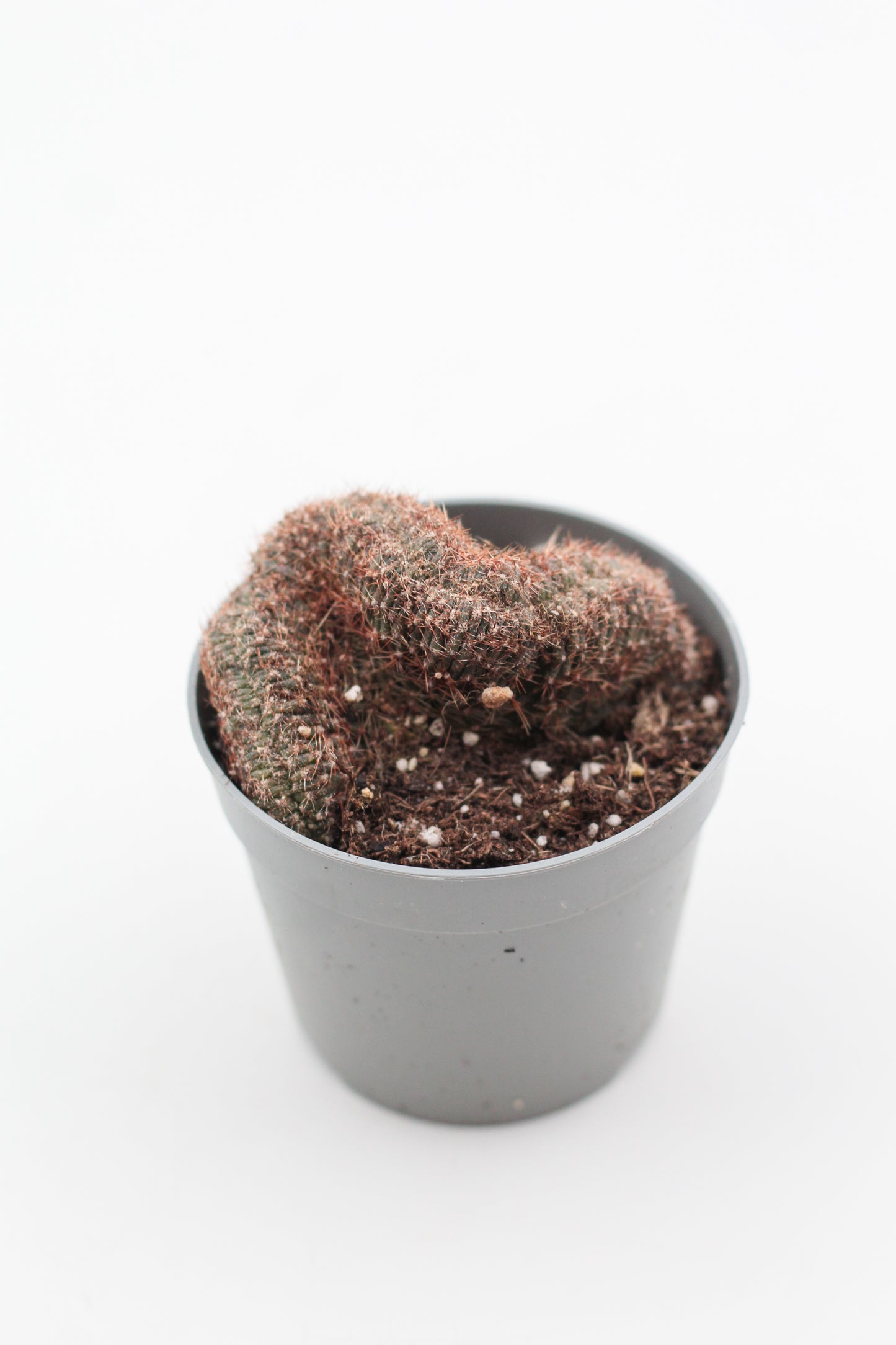 Echinopsis ancistrophora subs. arachnacantha cristaat