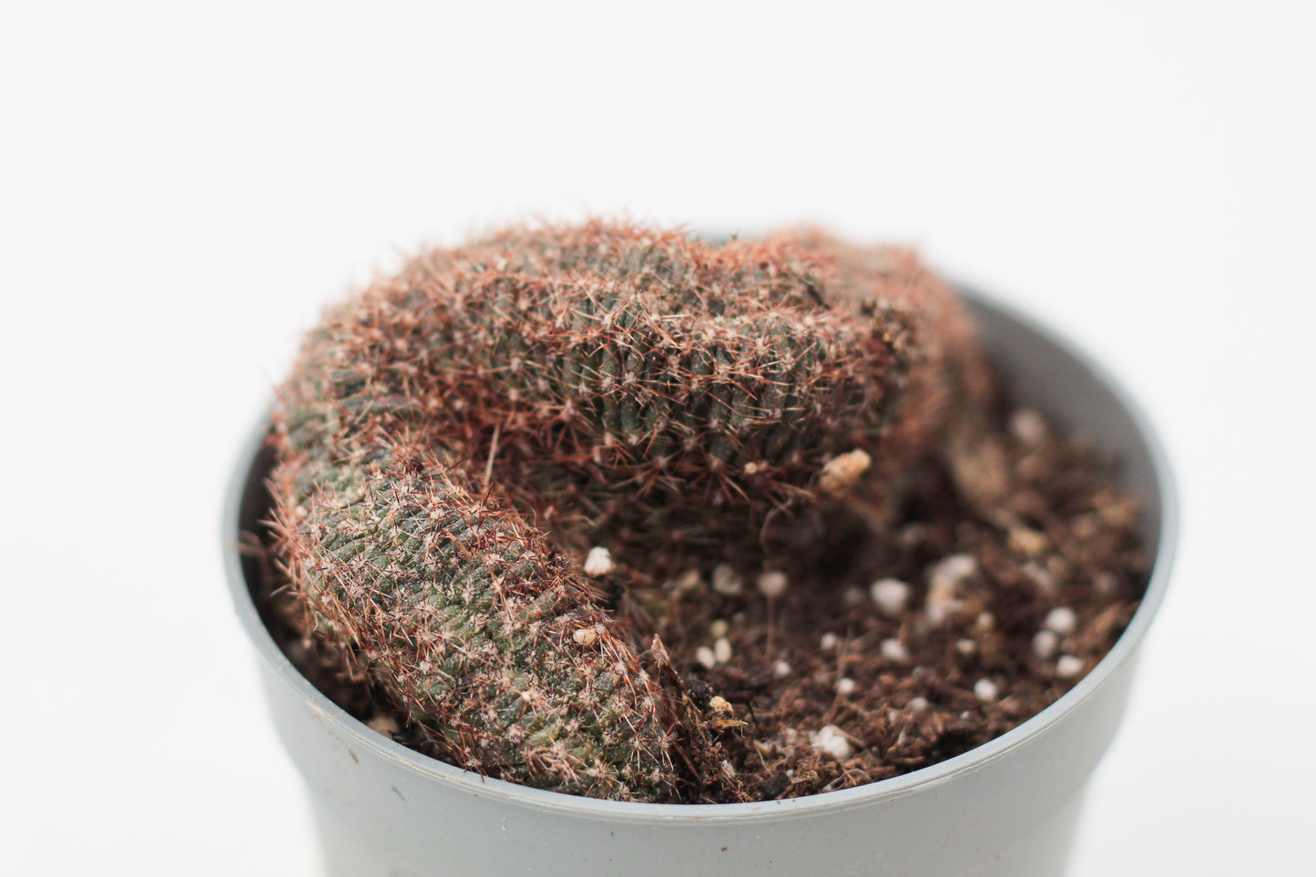 Echinopsis ancistrophora subs. arachnacantha cristaat