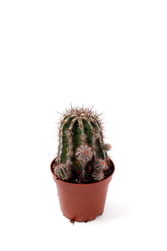 Echinopsis cv. Haku-jo Maru