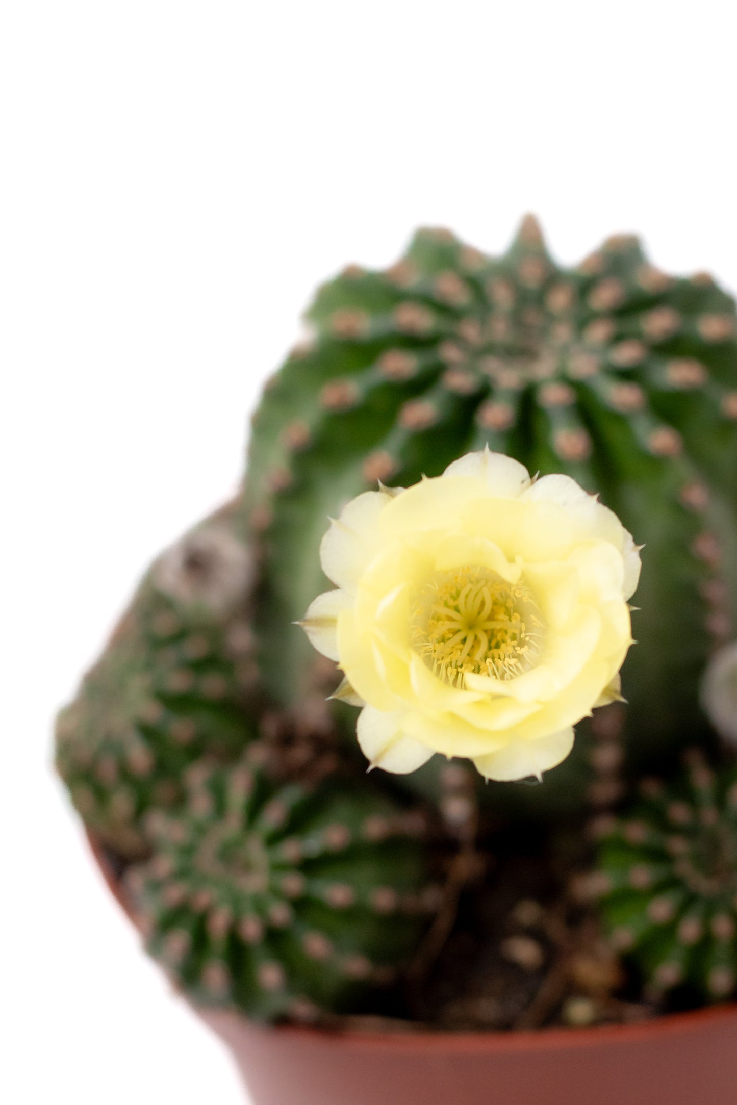 Echinopsis hybride