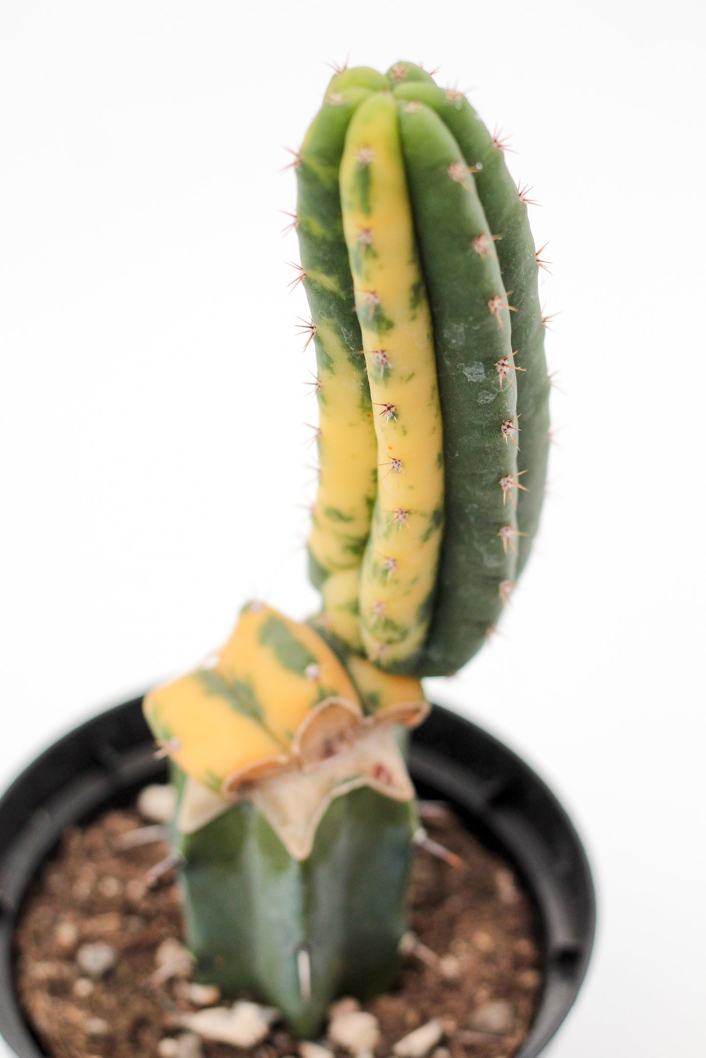 Echinopsis pachanoi variegata (Trichocereus pachanoi)