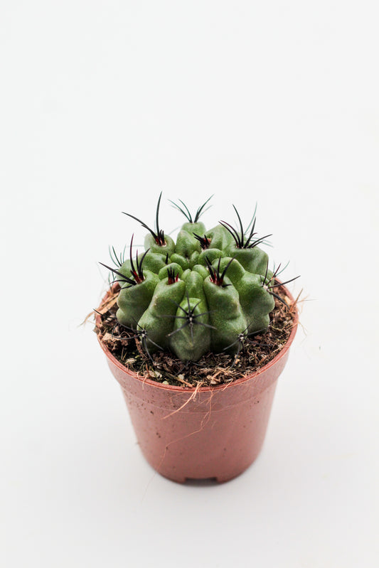 Eriosyce taltalensis subs. paucicostata f. viridis