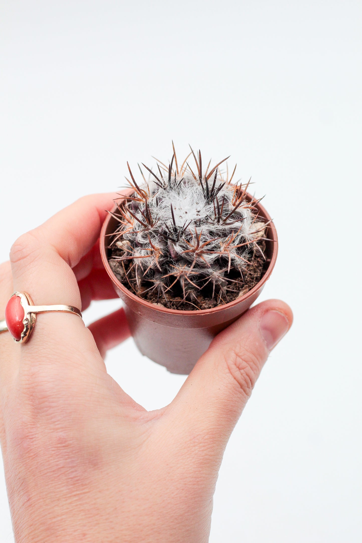 Eriosyce taltalensis var. floccosa