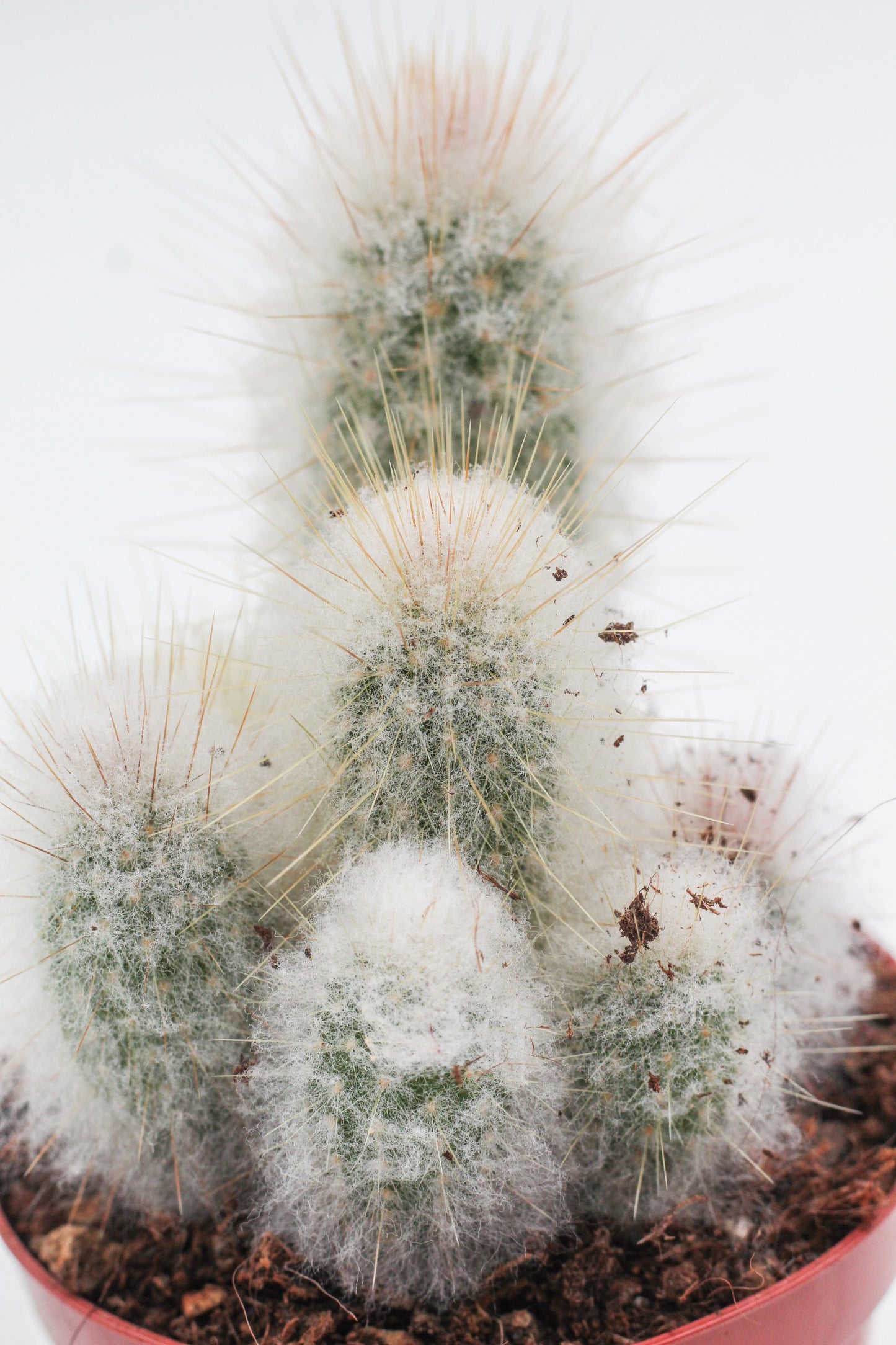 Espostoa lanata