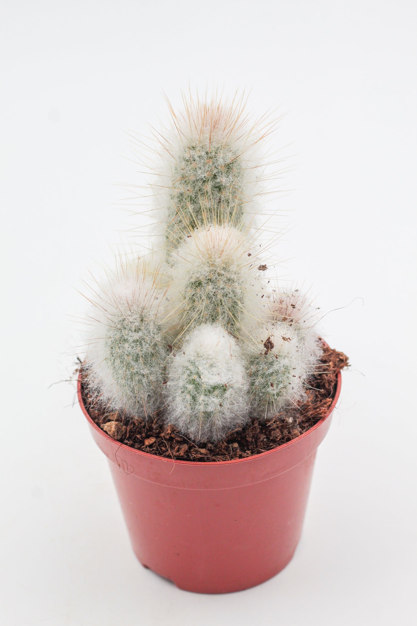 Espostoa lanata