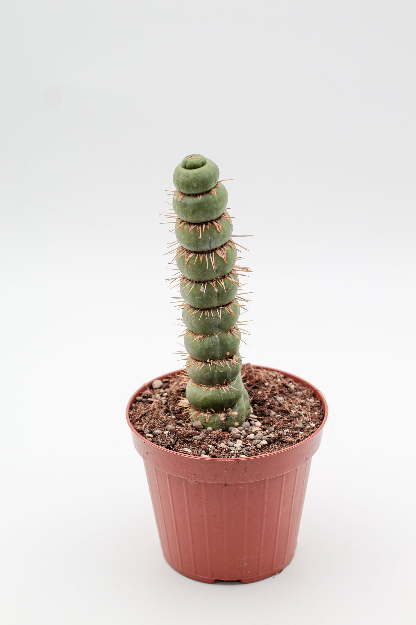 Eulychnia castanea cv. varispiralis spiral form