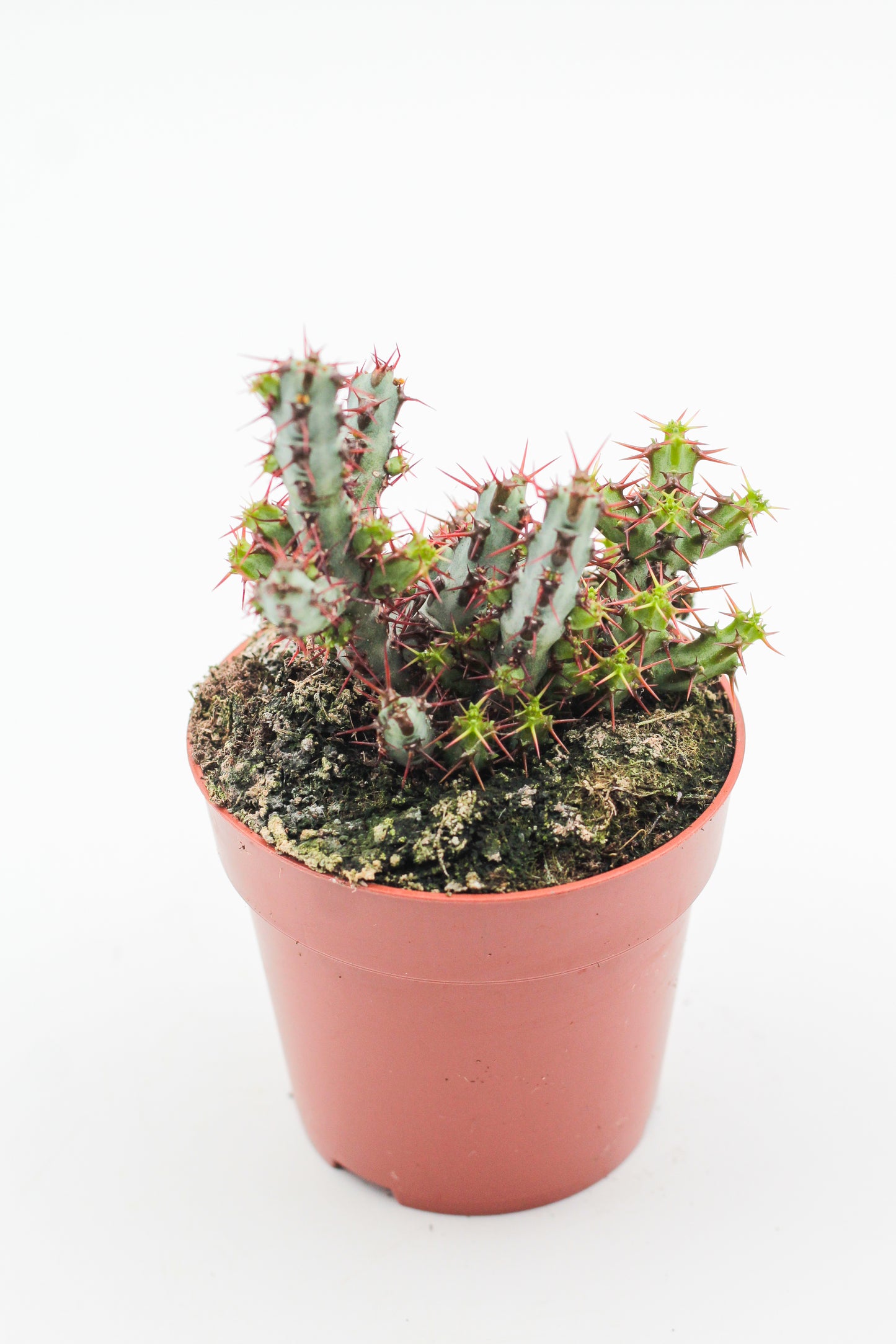 Euphorbia aeruginosa