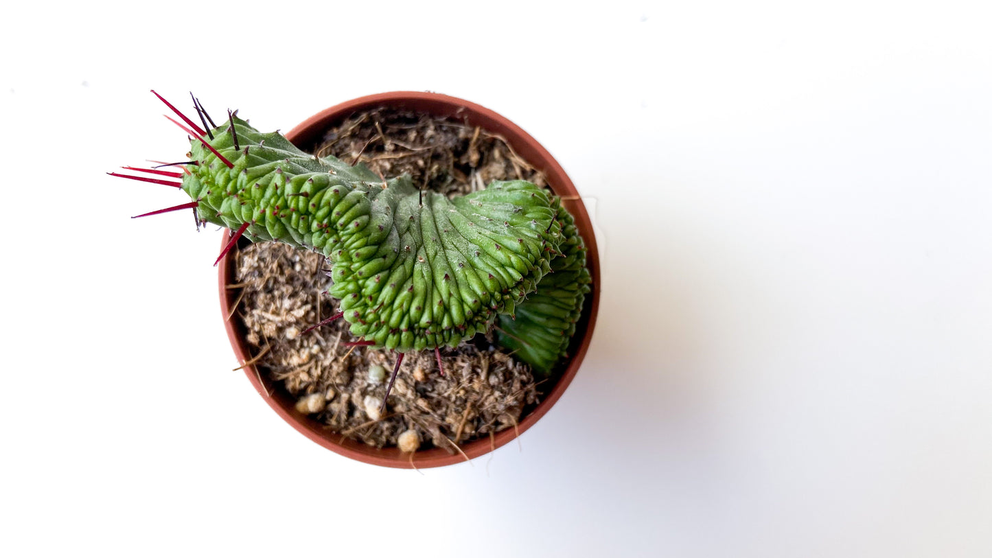 Euphorbia Enopla cristate