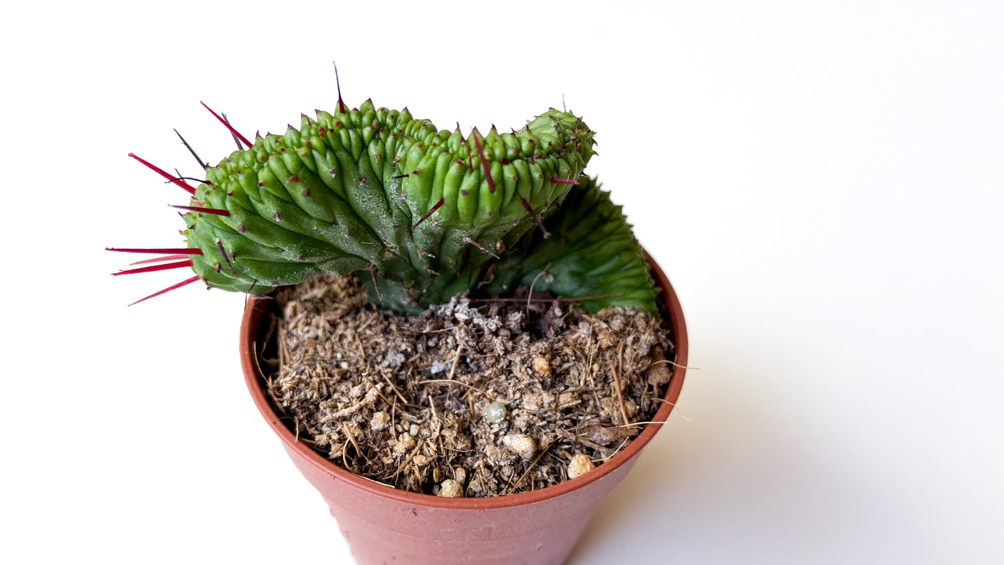 Euphorbia Enopla cristate
