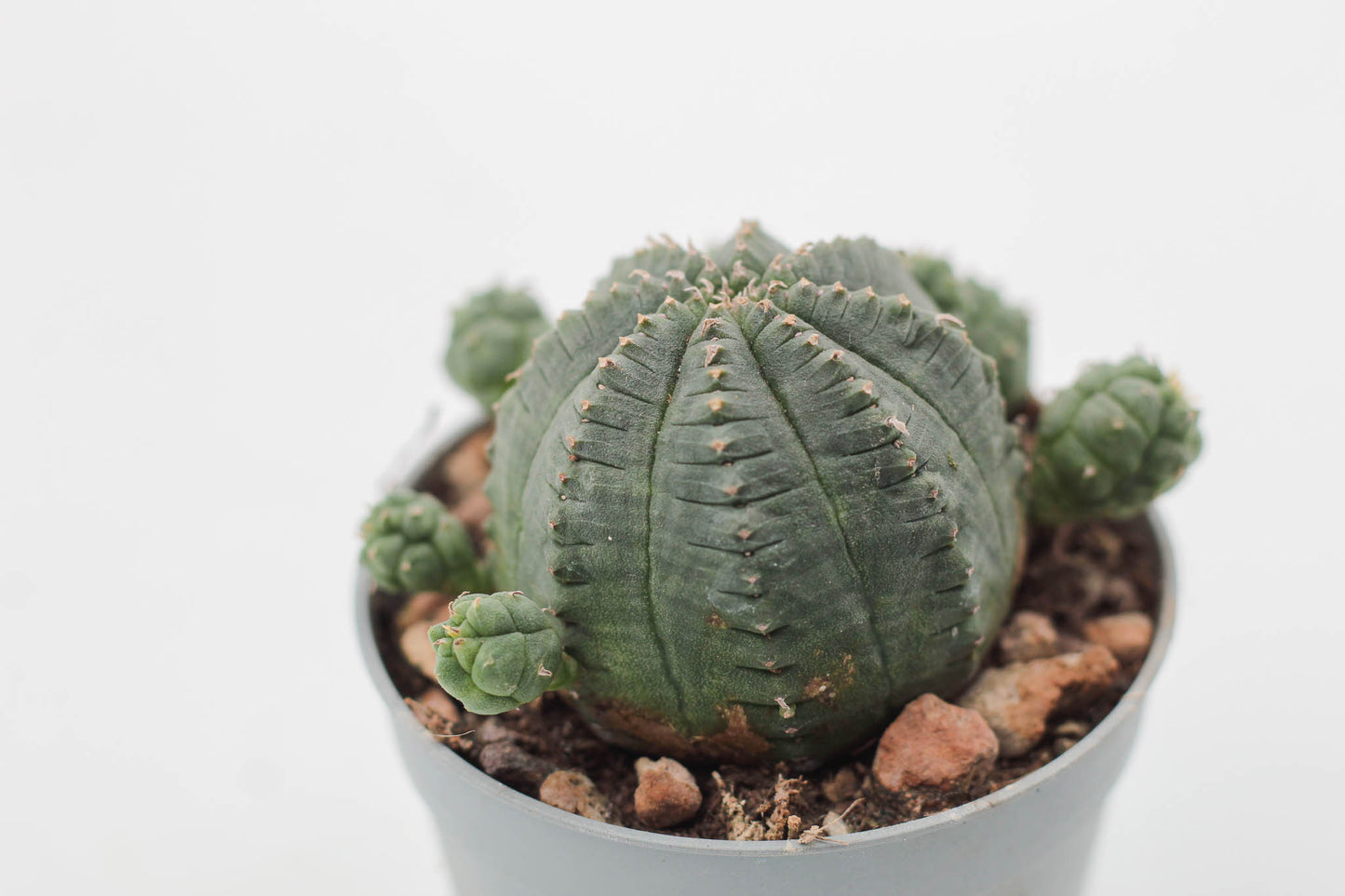 Euphorbia Infausta