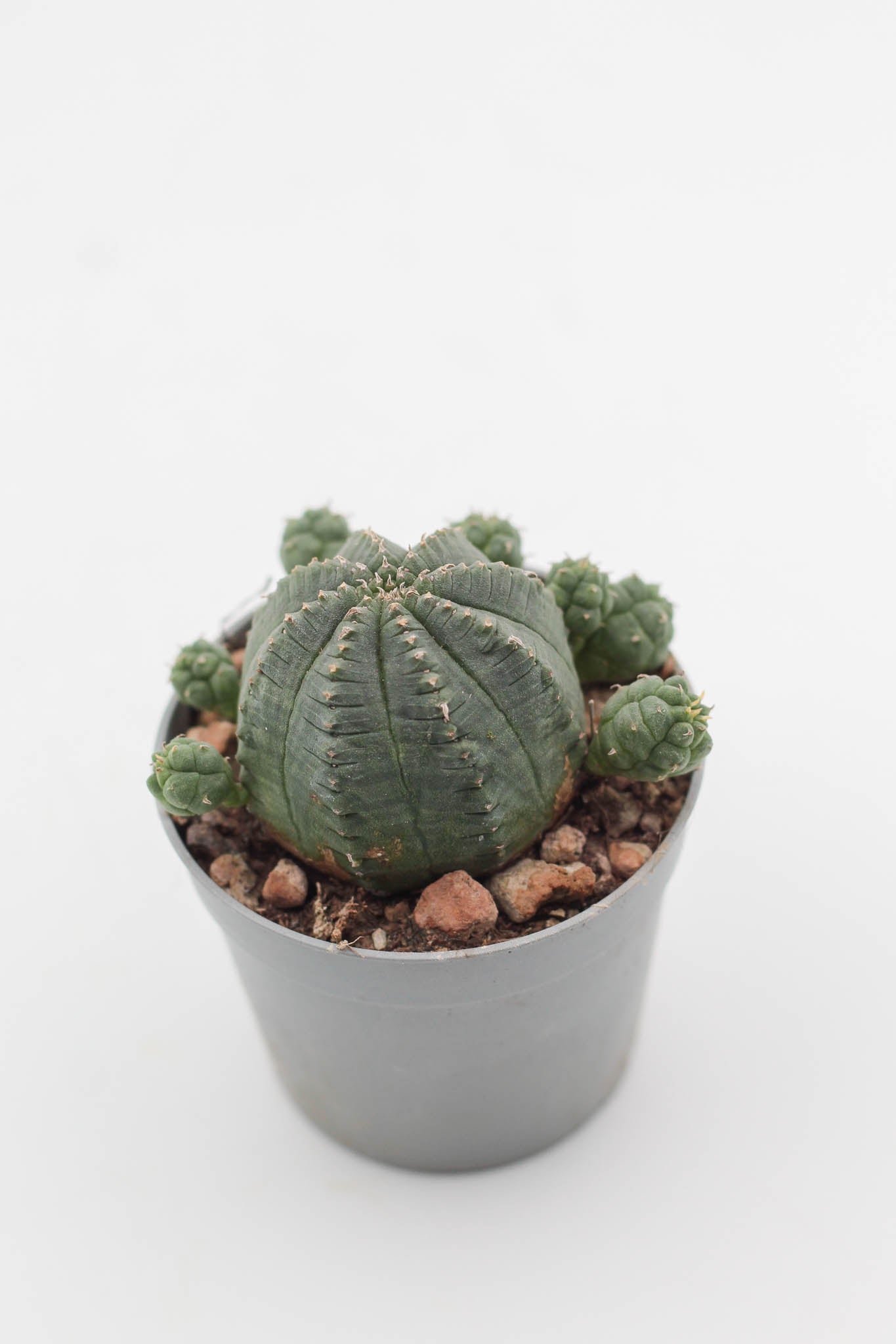 Euphorbia Infausta