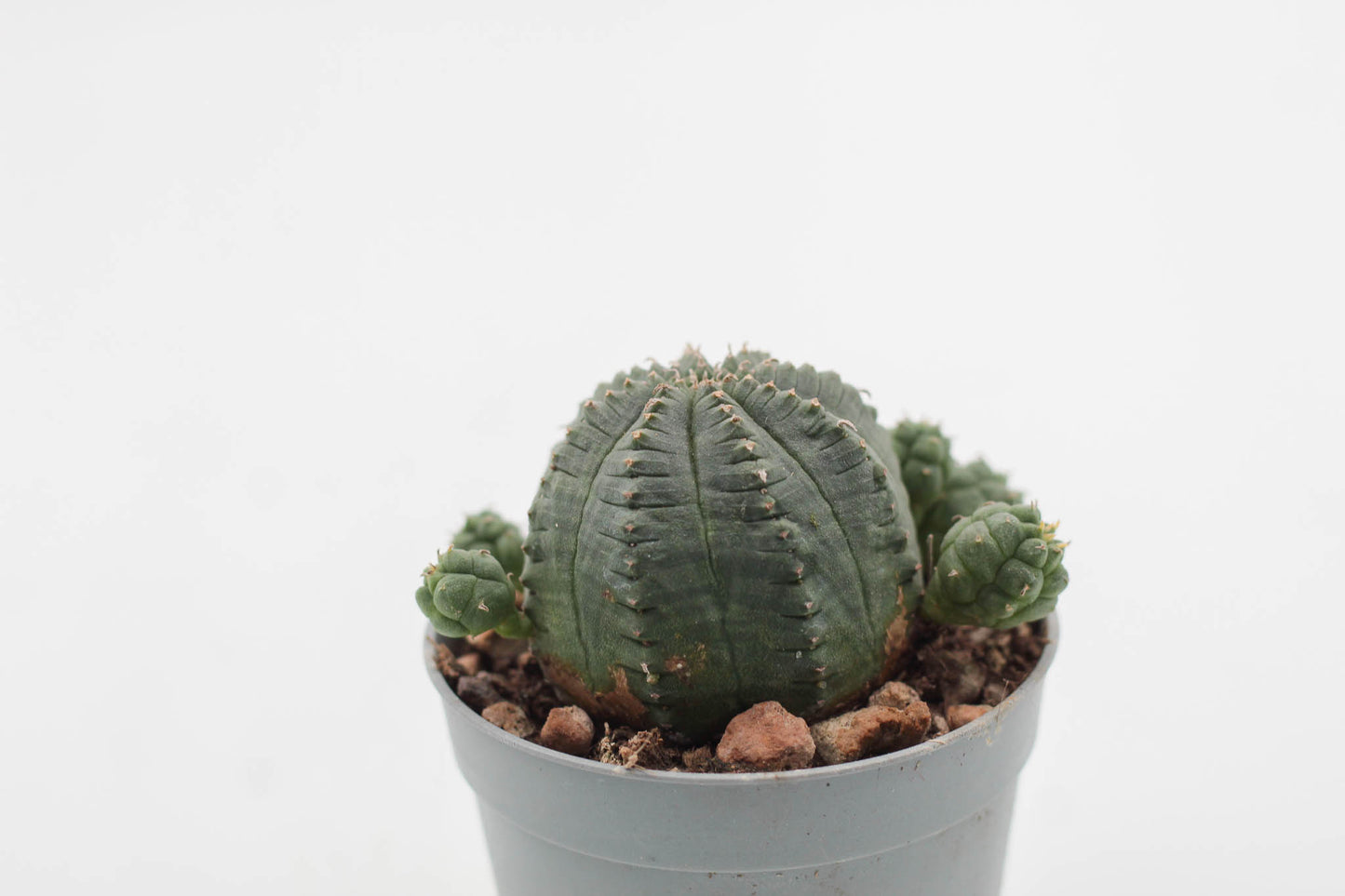Euphorbia Infausta