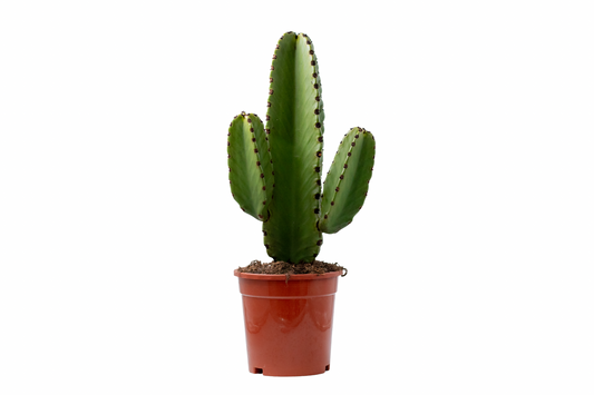 Euphorbia Ingens "Cowboyscactus"