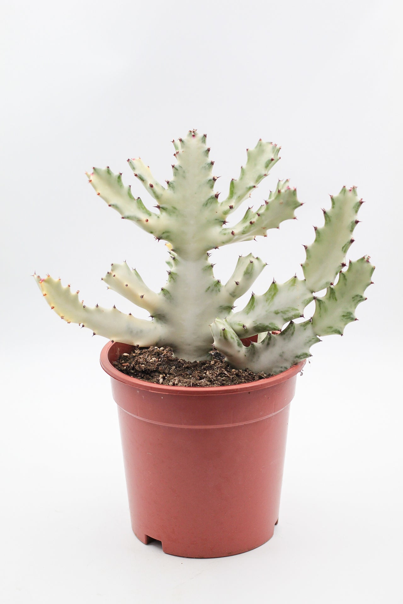 Euphorbia Lactea white Ghost