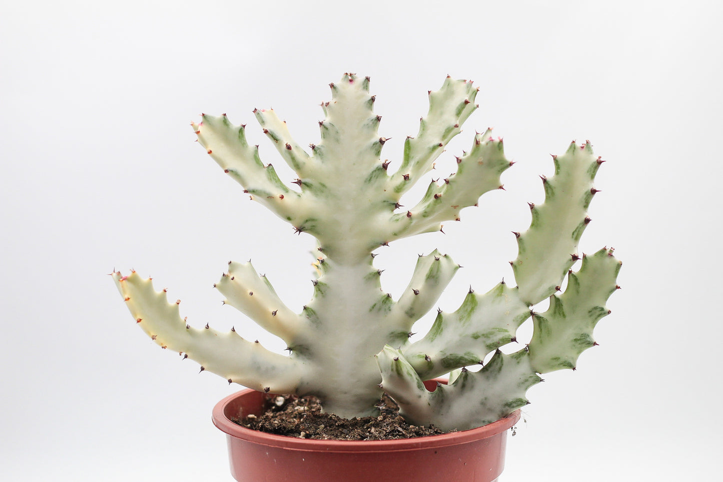 Euphorbia Lactea white Ghost