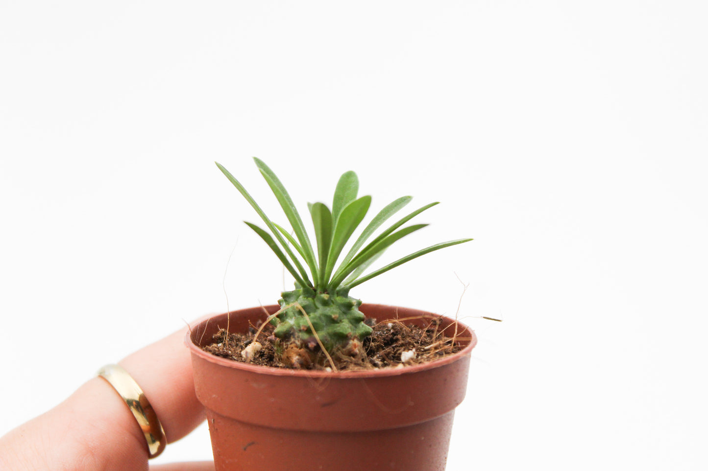 Euphorbia X Japonica