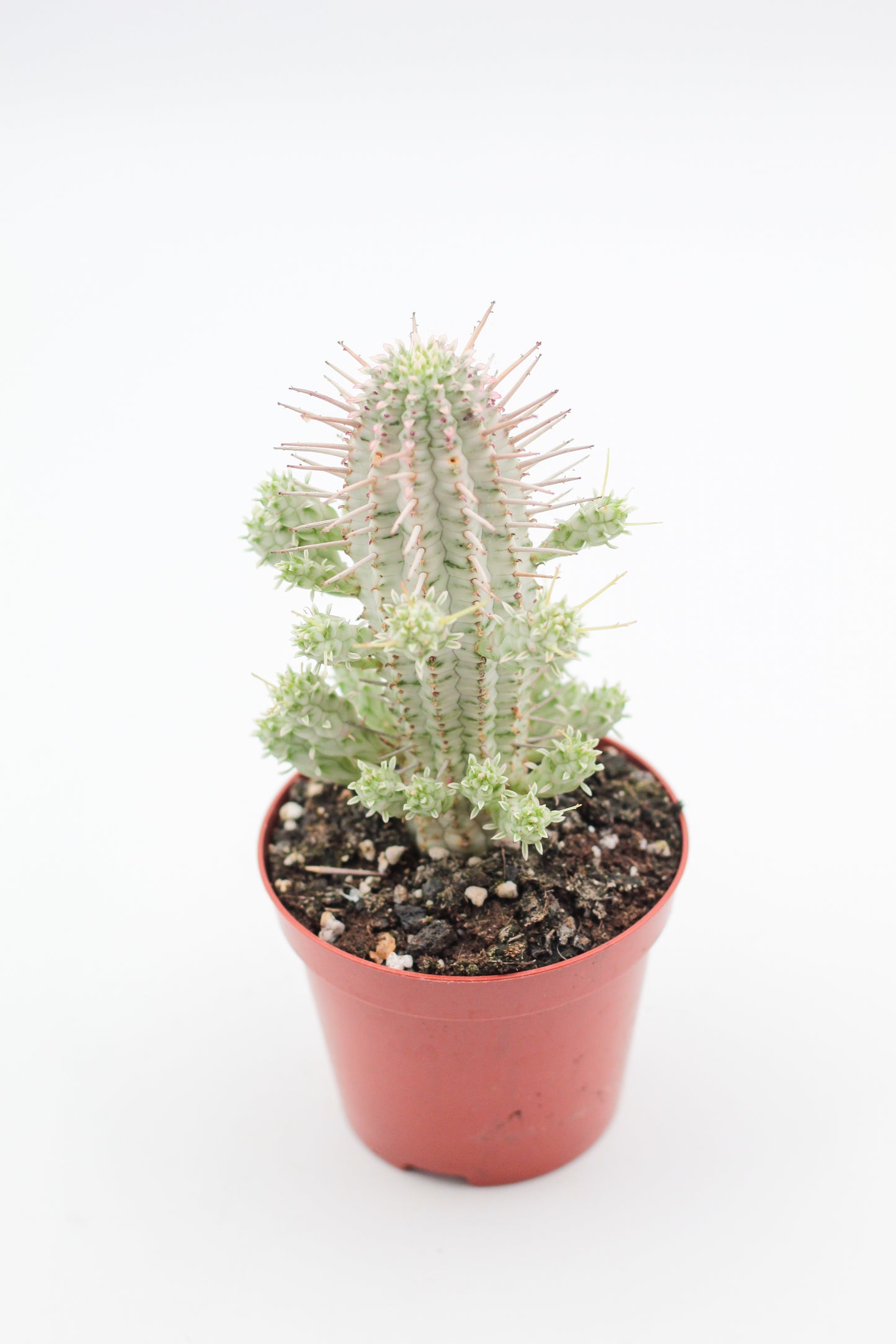Euphorbia Mammillaris variegata