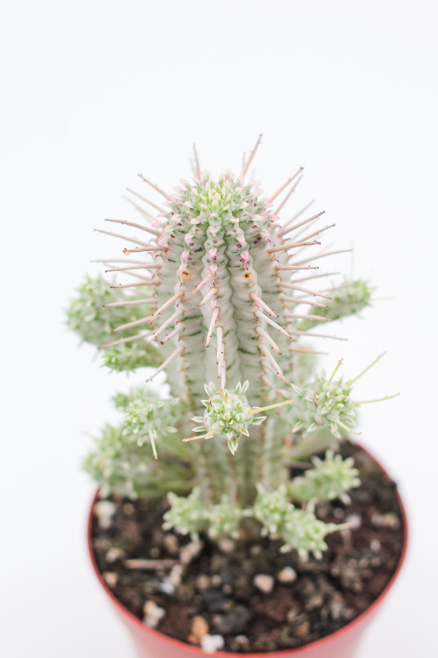 Euphorbia Mammillaris variegata