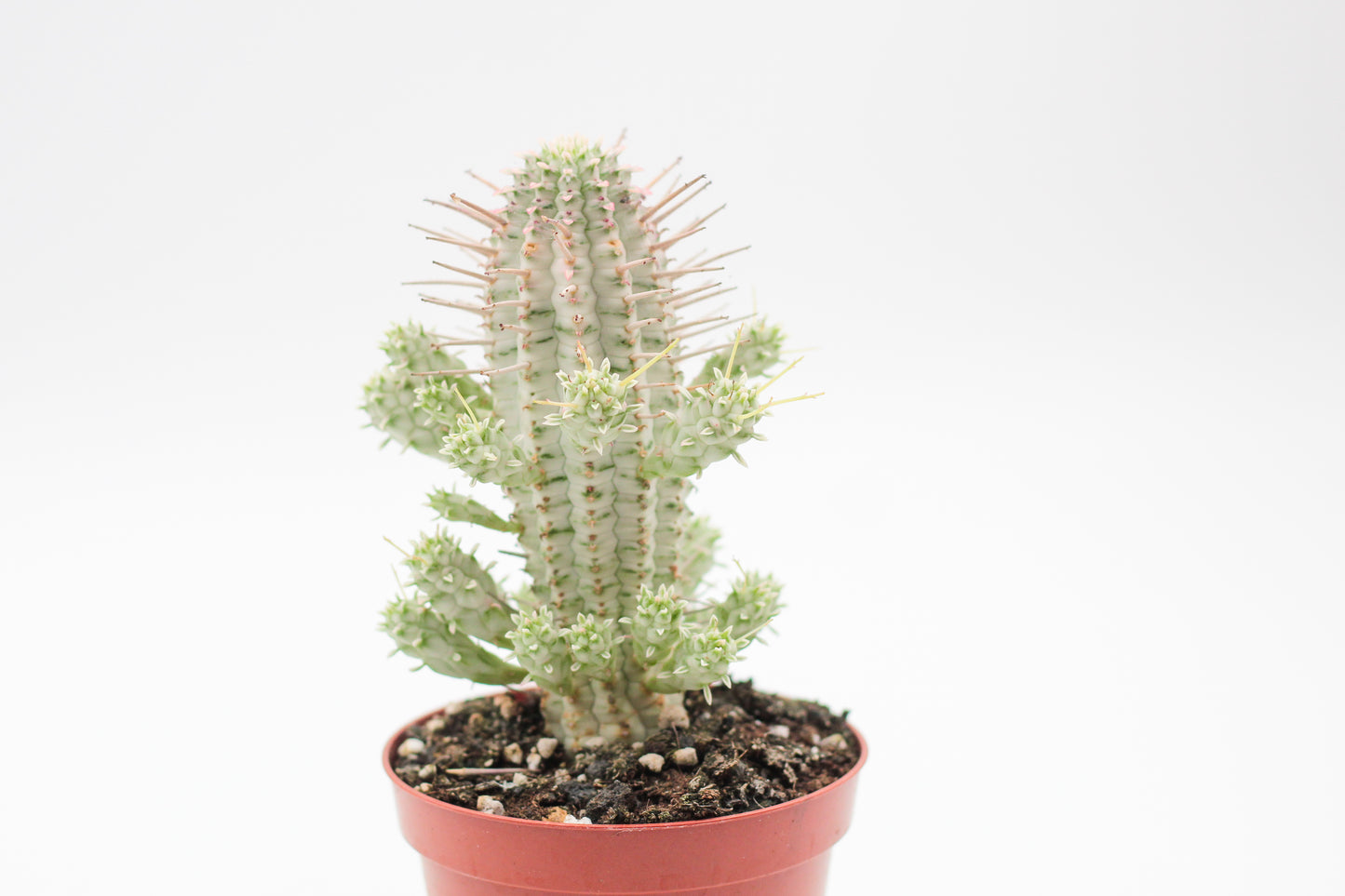 Euphorbia Mammillaris variegata