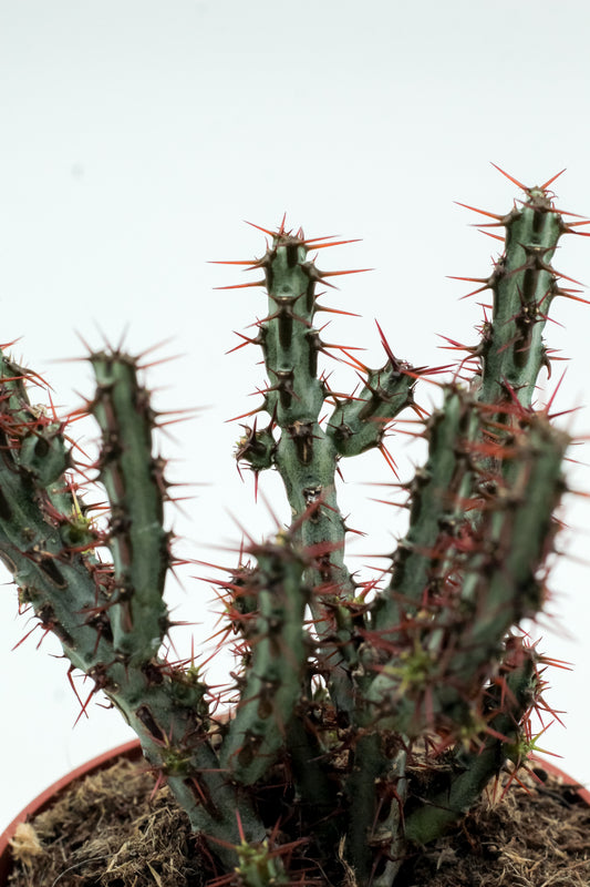 Euphorbia aeruginosa
