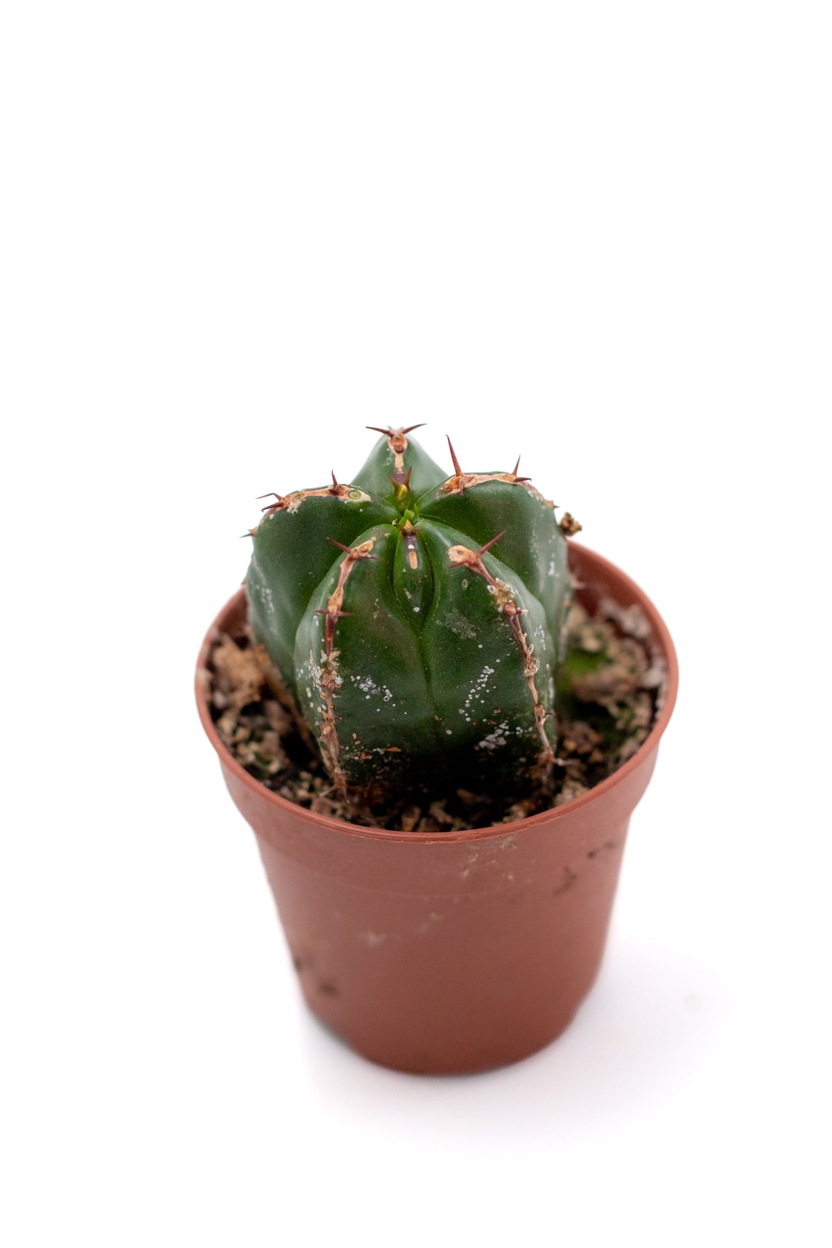Euphorbia handiensis