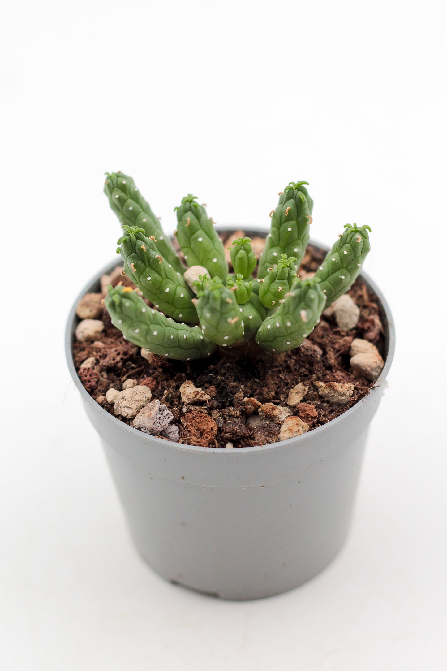 Euphorbia inermis