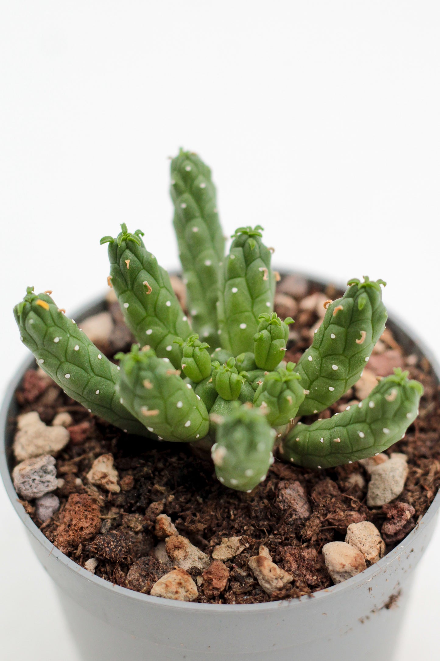 Euphorbia inermis