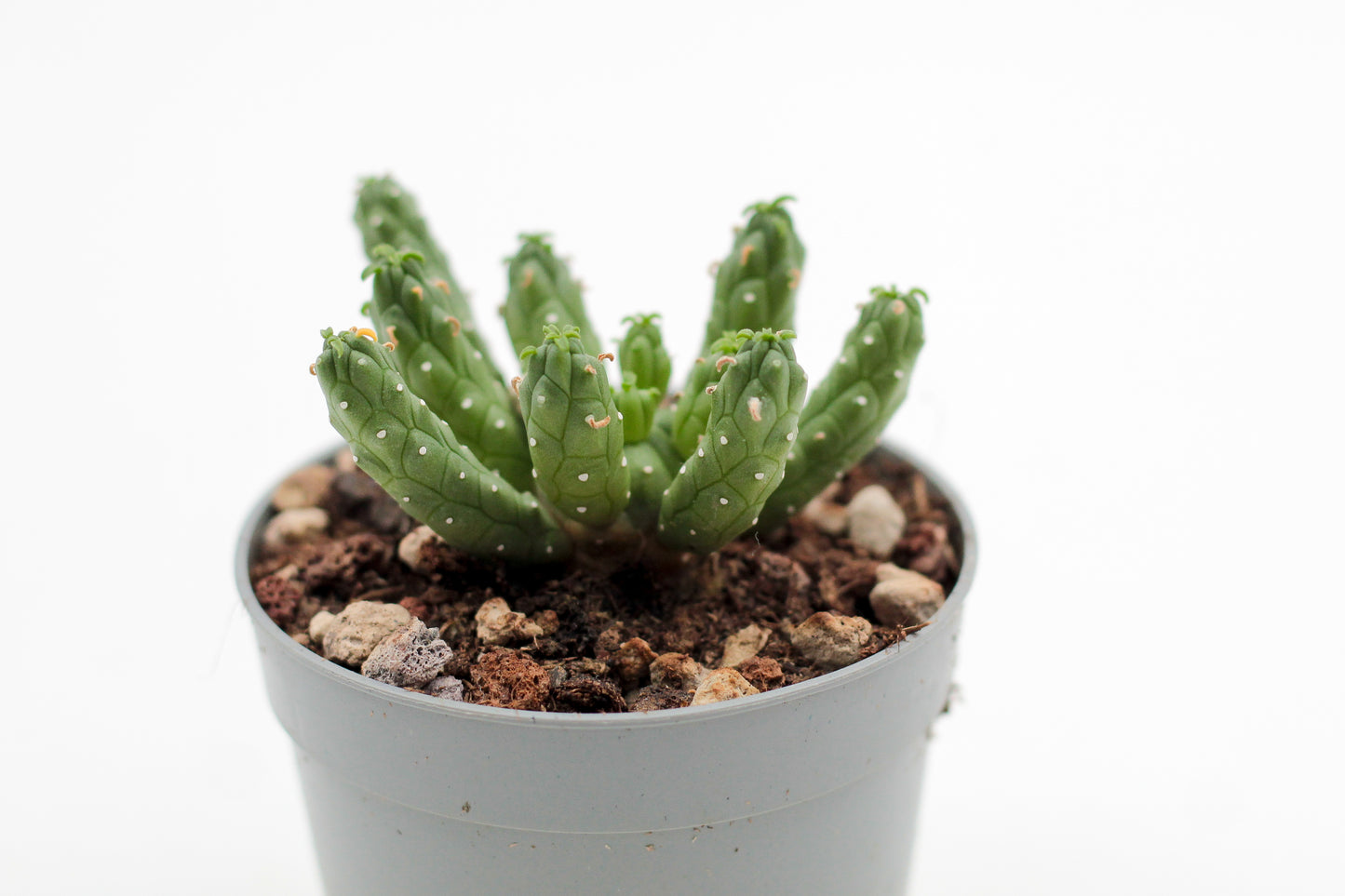 Euphorbia inermis