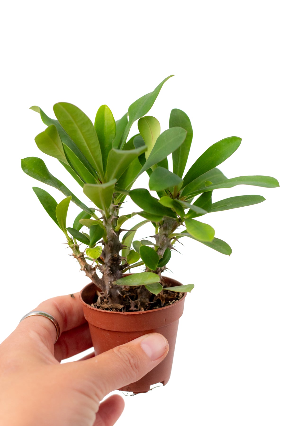 Euphorbia milii mini