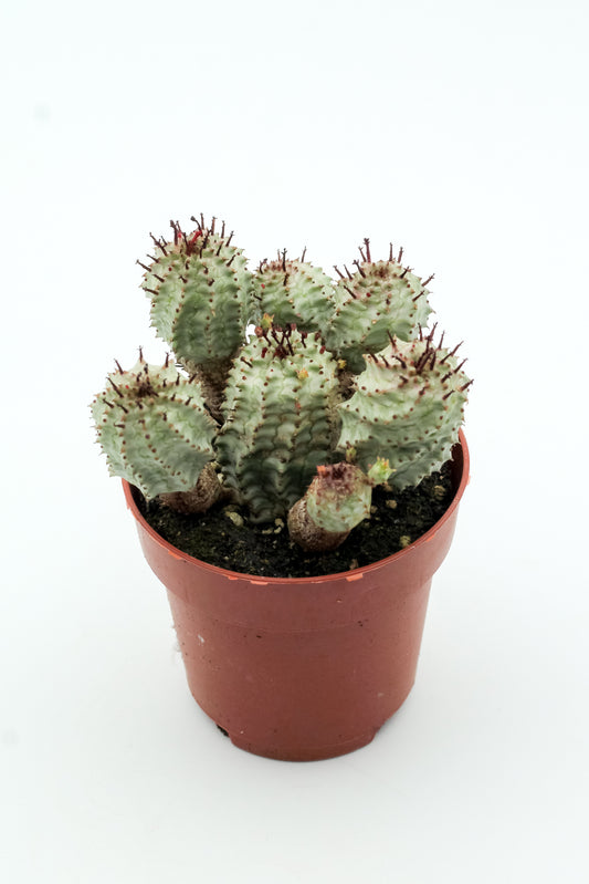 Euphorbia submammillaris variegata