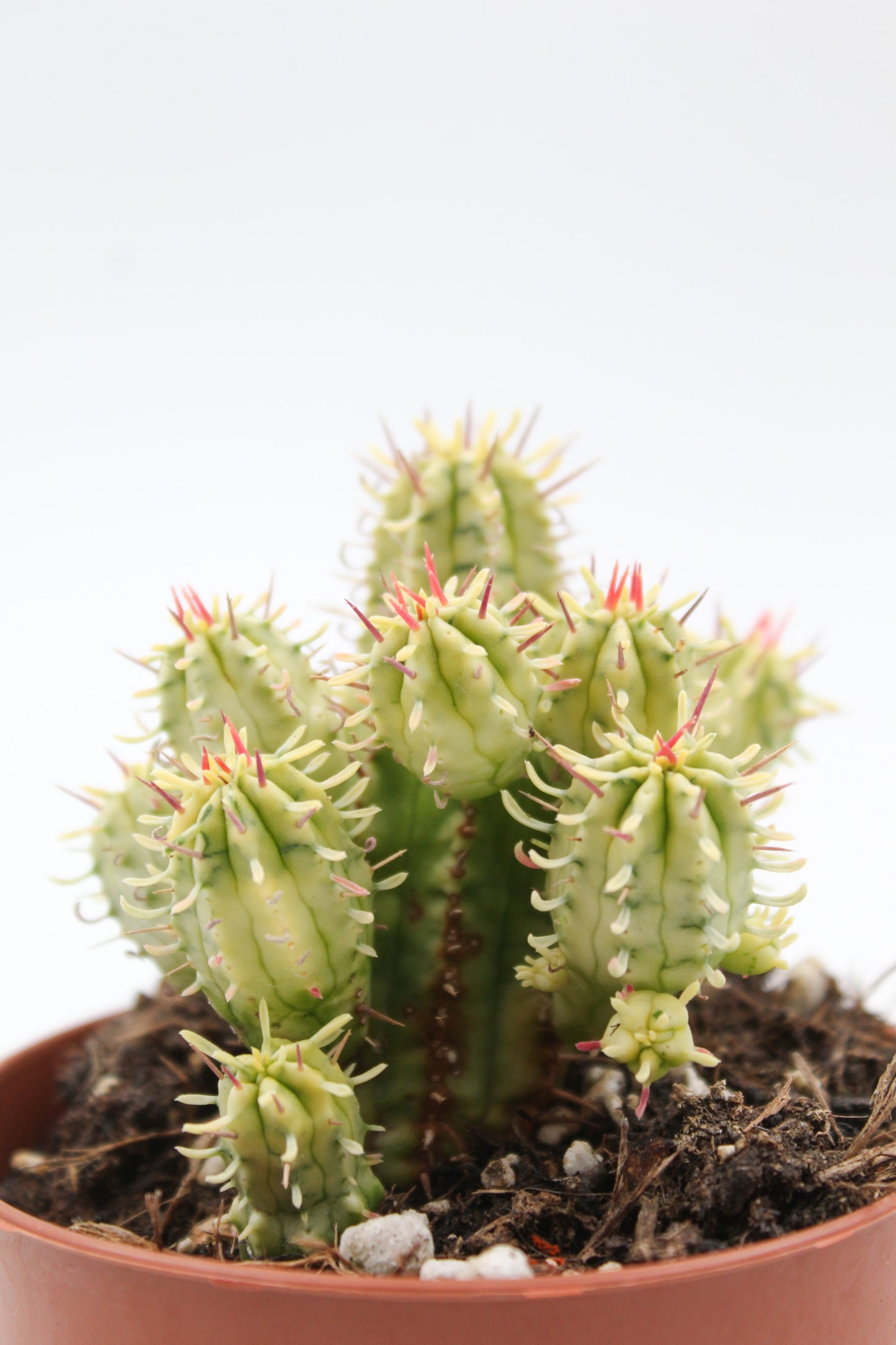 Euphorbia aggregata variegata "budget skewer special"