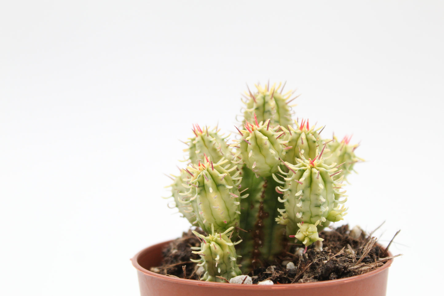 Euphorbia aggregata variegata "budget skewer special"