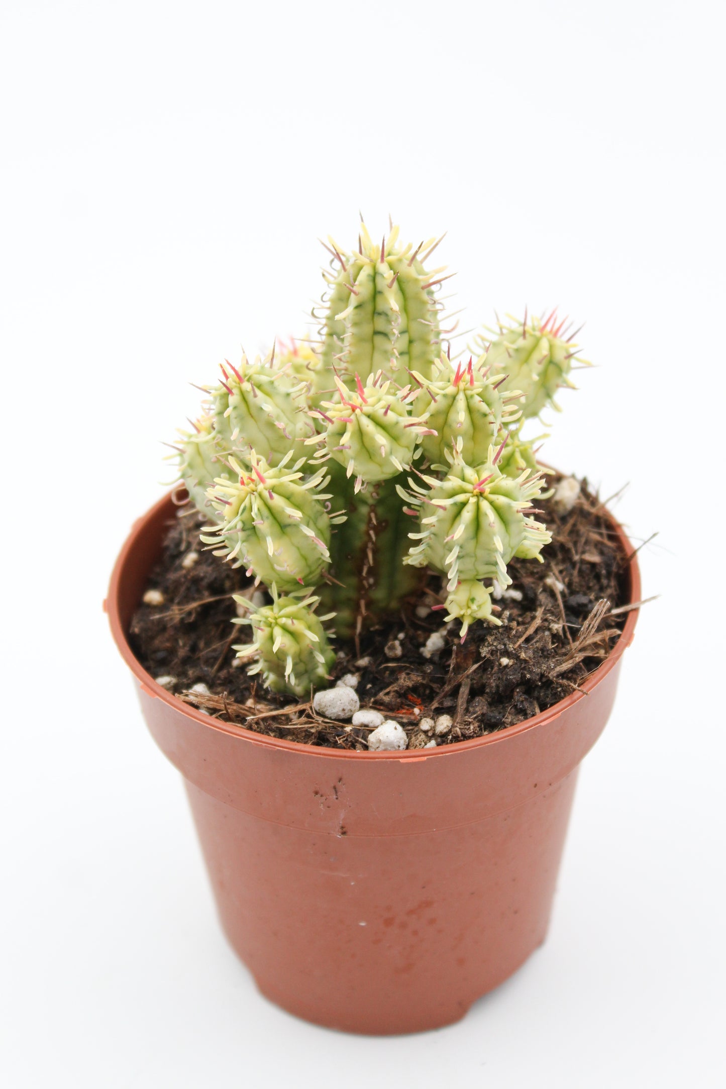 Euphorbia aggregata variegata "budget skewer special"