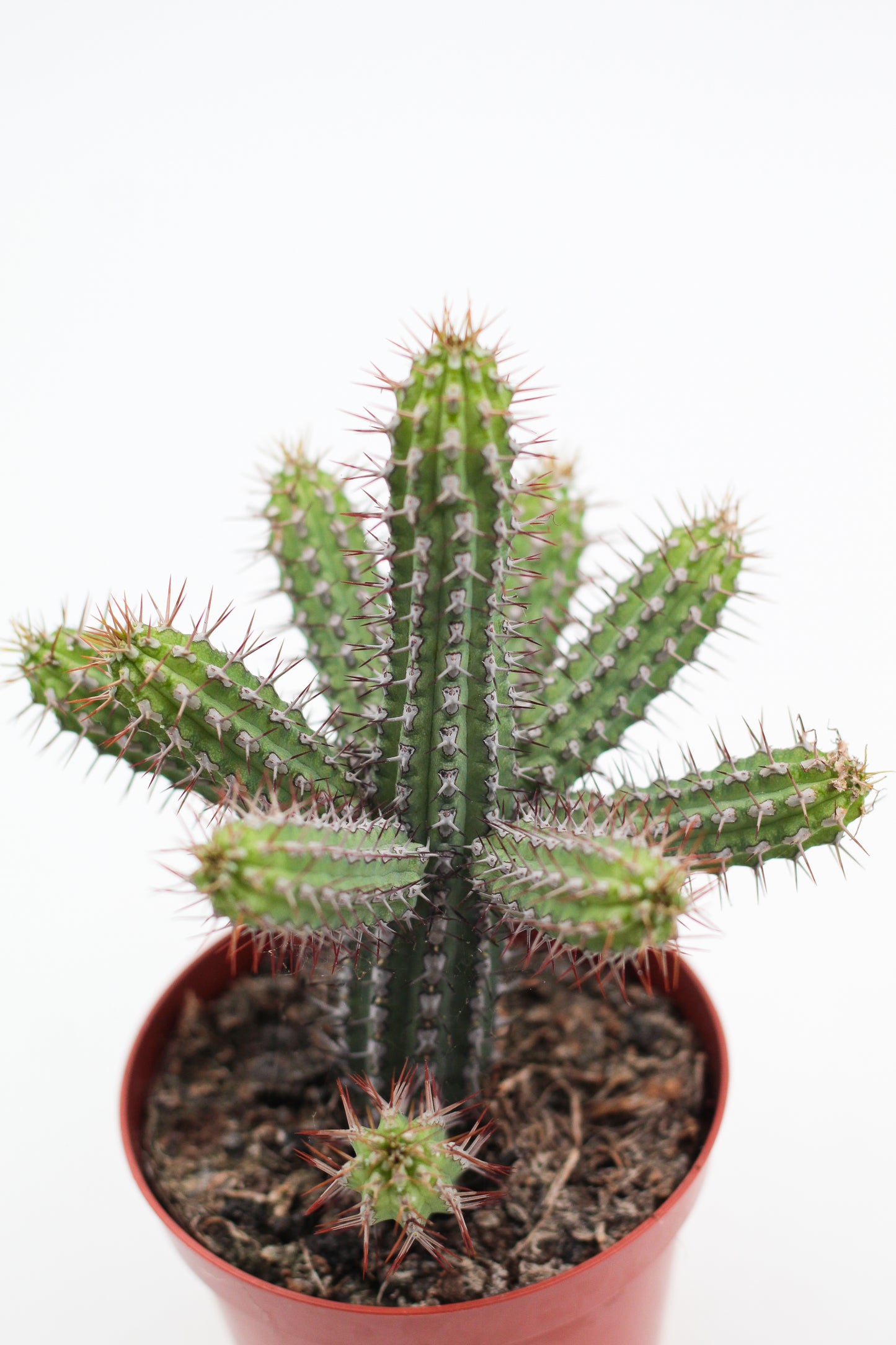 Euphorbia baionensis