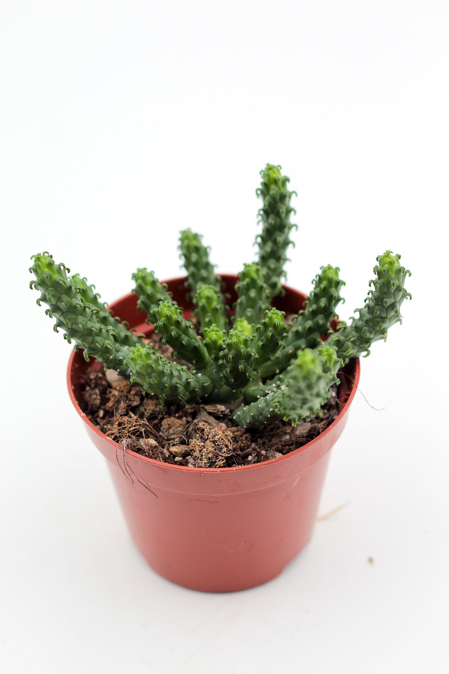 Euphorbia caput-medusa