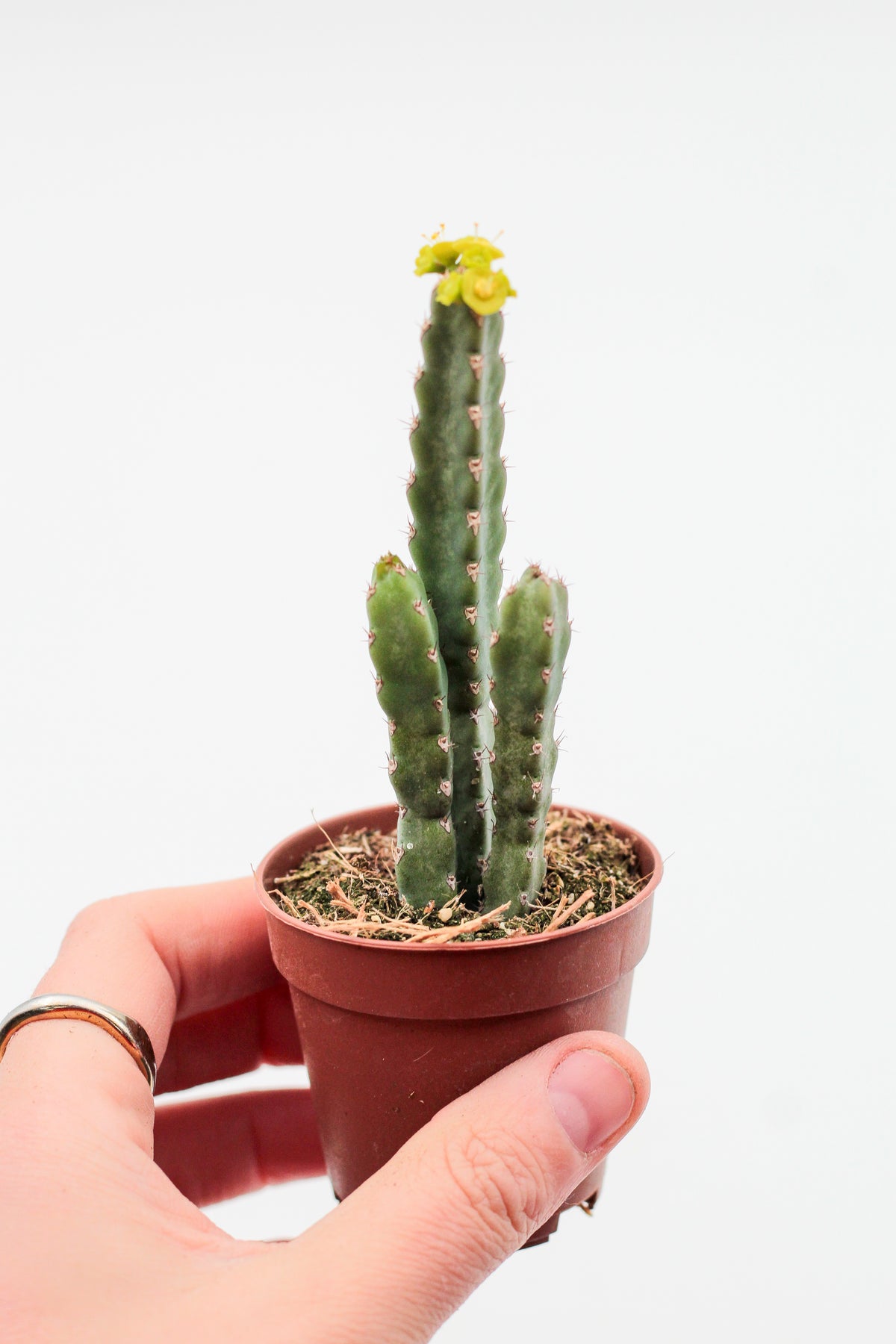 Euphorbia debilispina
