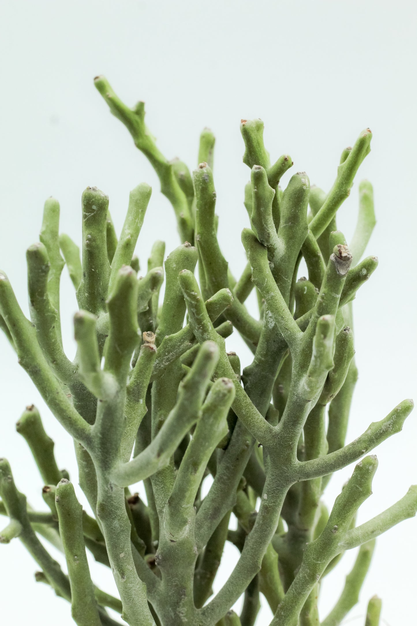 Euphorbia fiherenensis