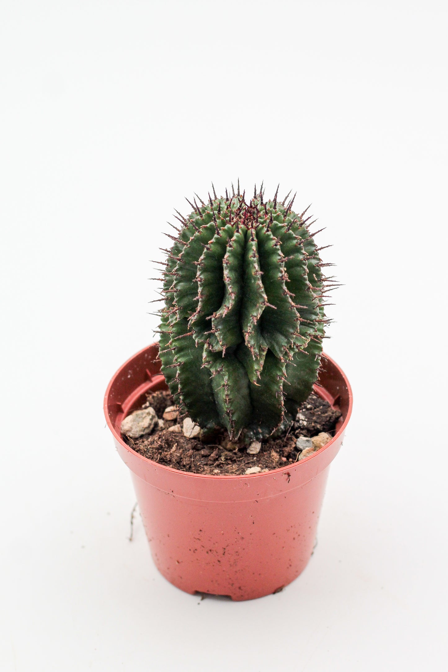 Euphorbia polygona. Euphorbia kopen mooie donkergroene kleur en stekels.