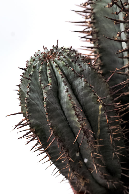 Euphorbia horrida groot