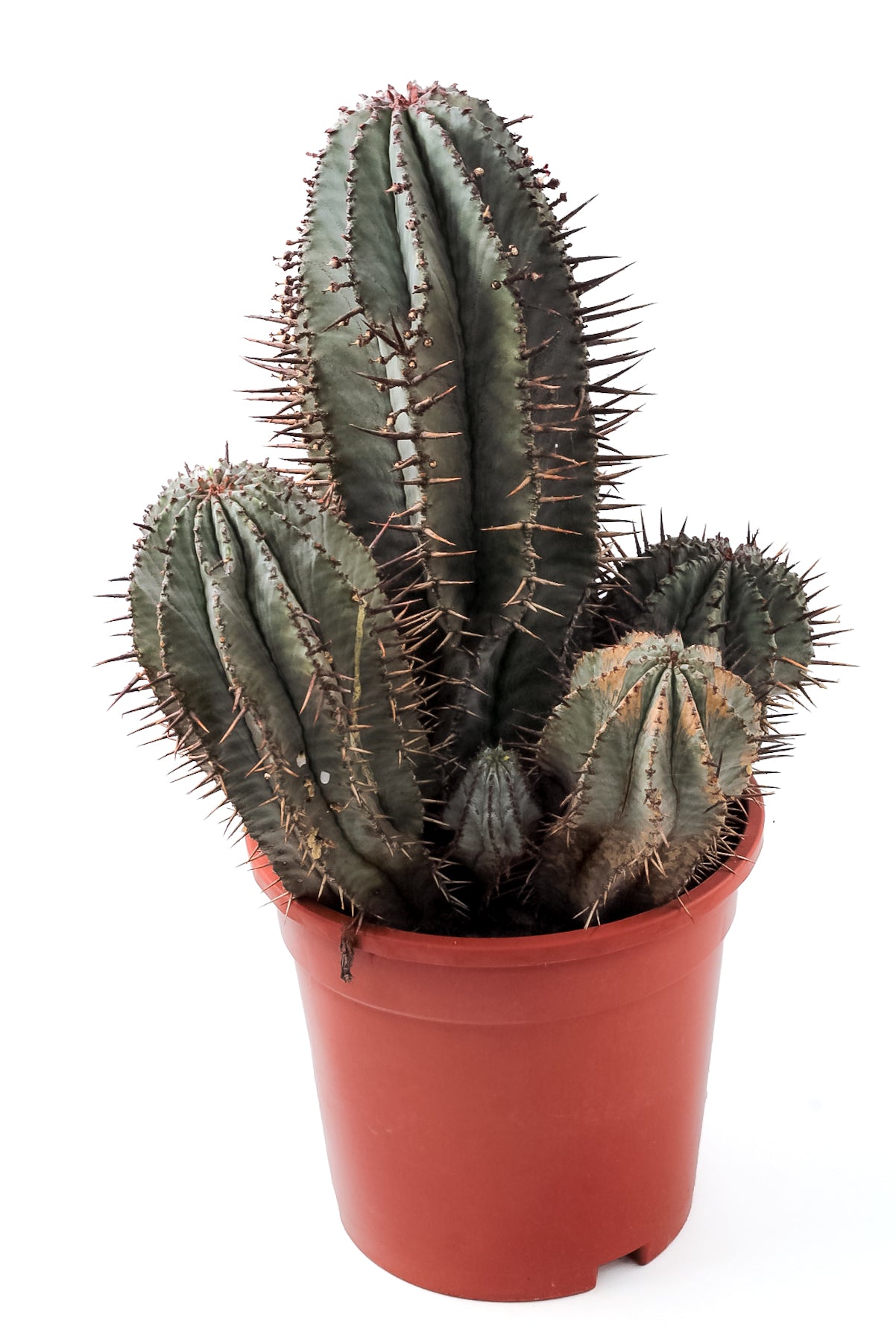 Euphorbia horrida groot