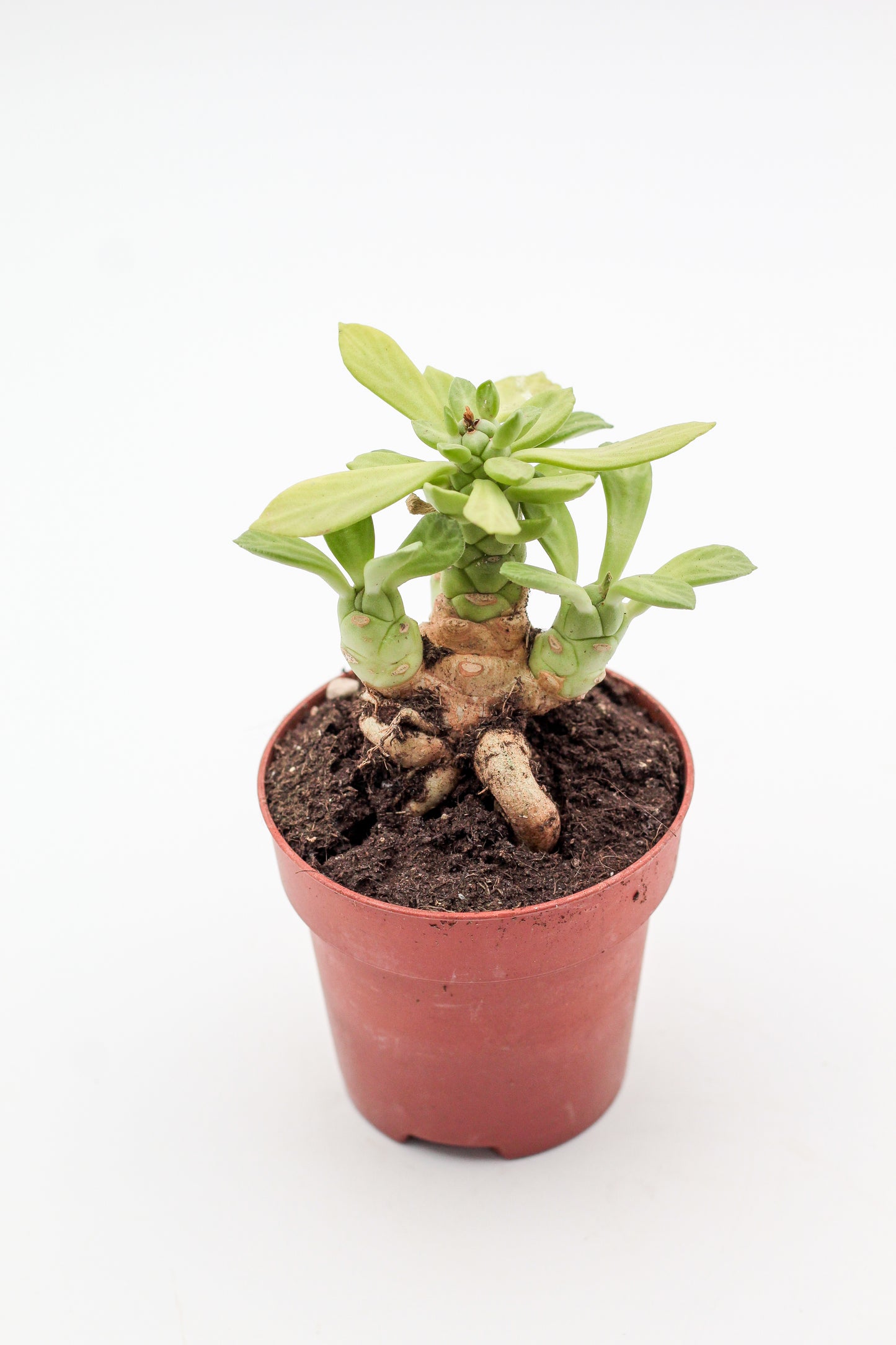 Euphorbia lugardiae caudex