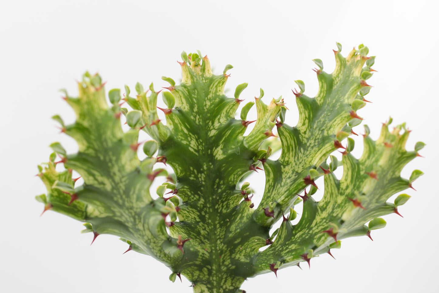 Euphorbia mayurnathanii variagata
