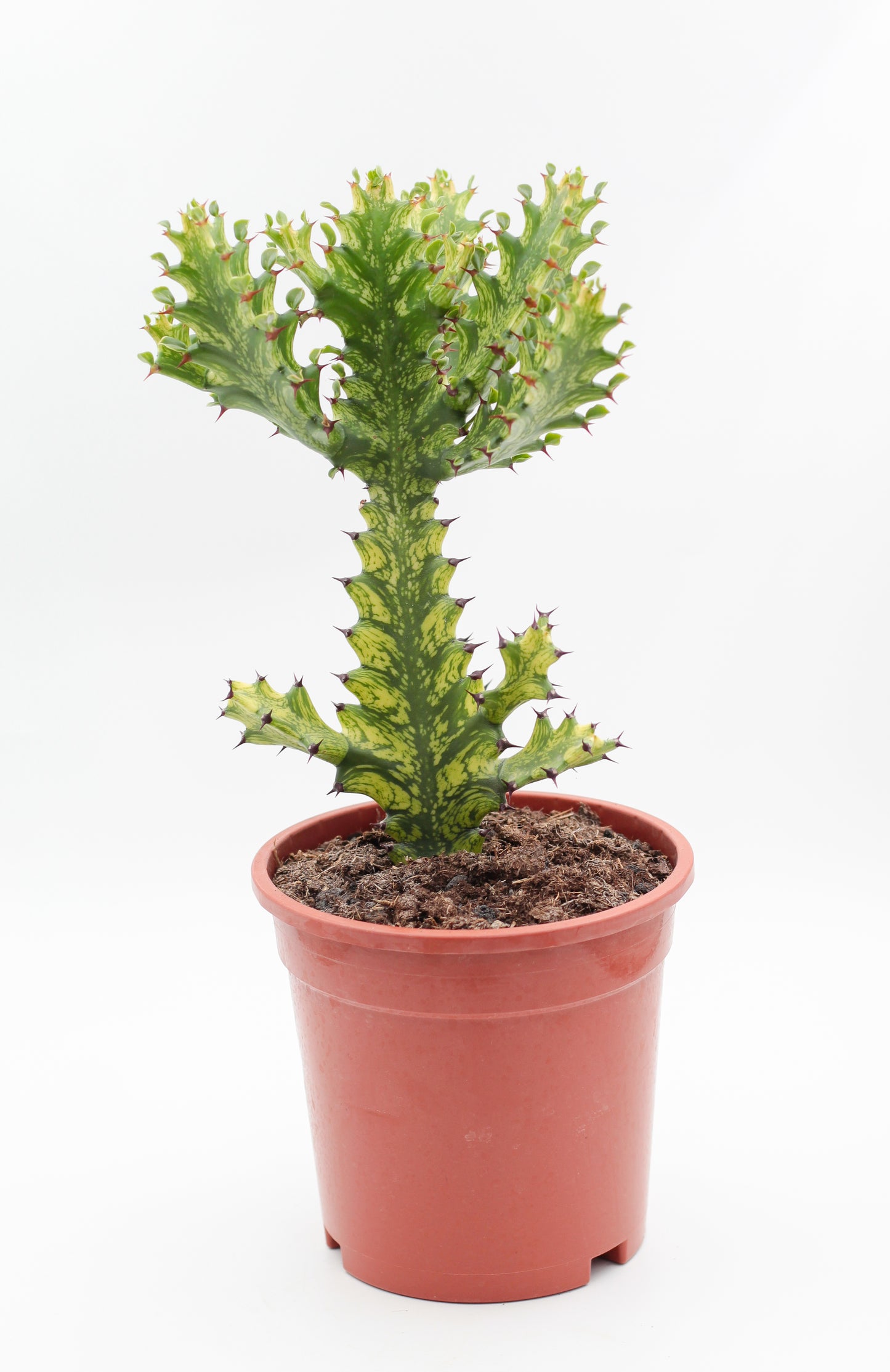 Euphorbia mayurnathanii variagata