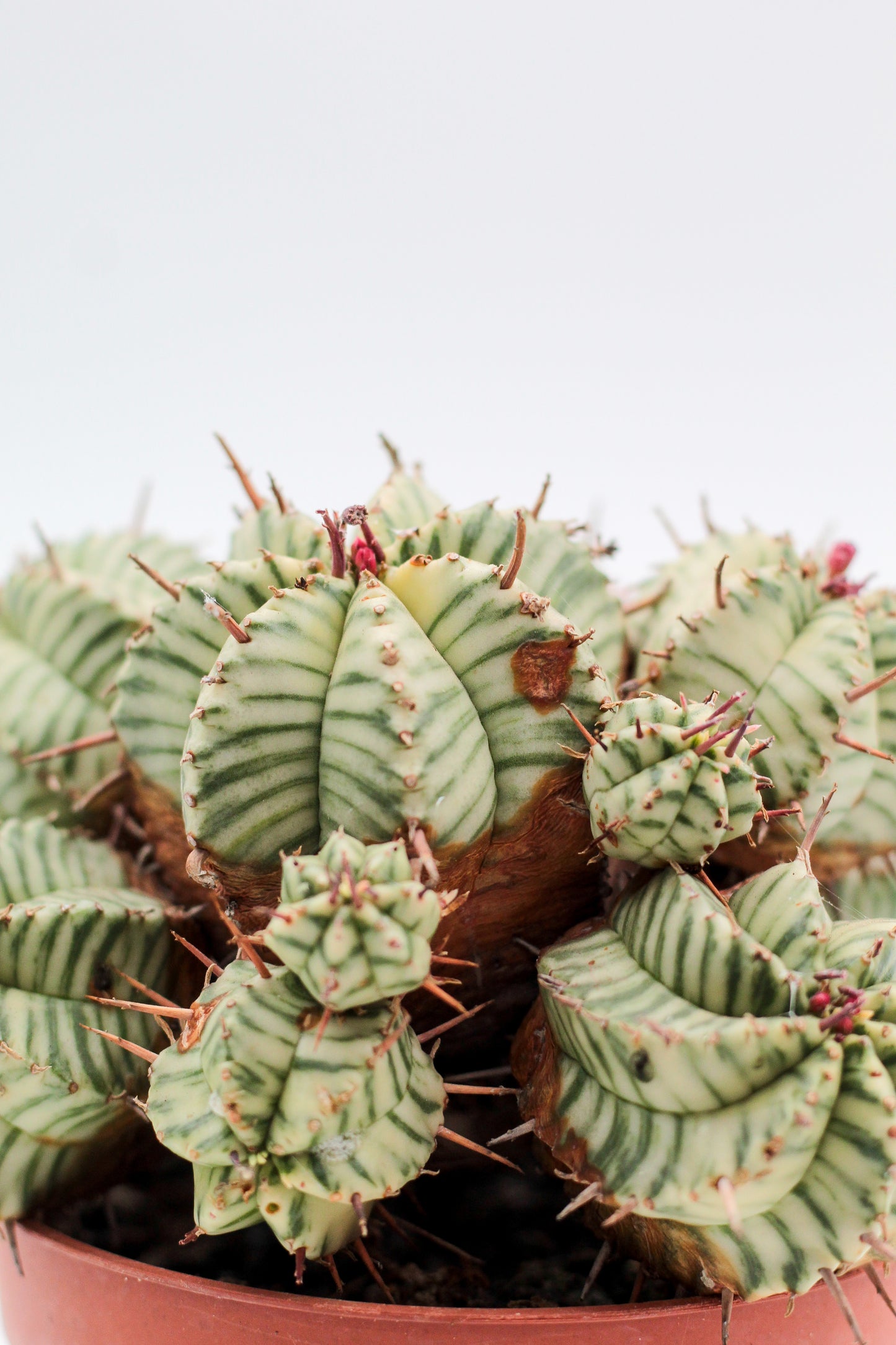 Euphorbia meloformis variegata (oude planten)