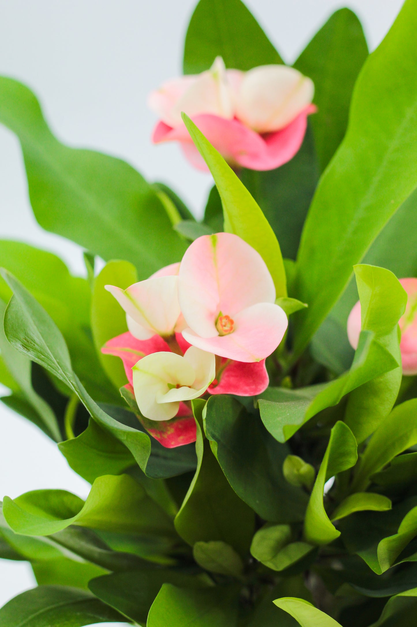 Euphorbia milii "Queen" Christusdoorn