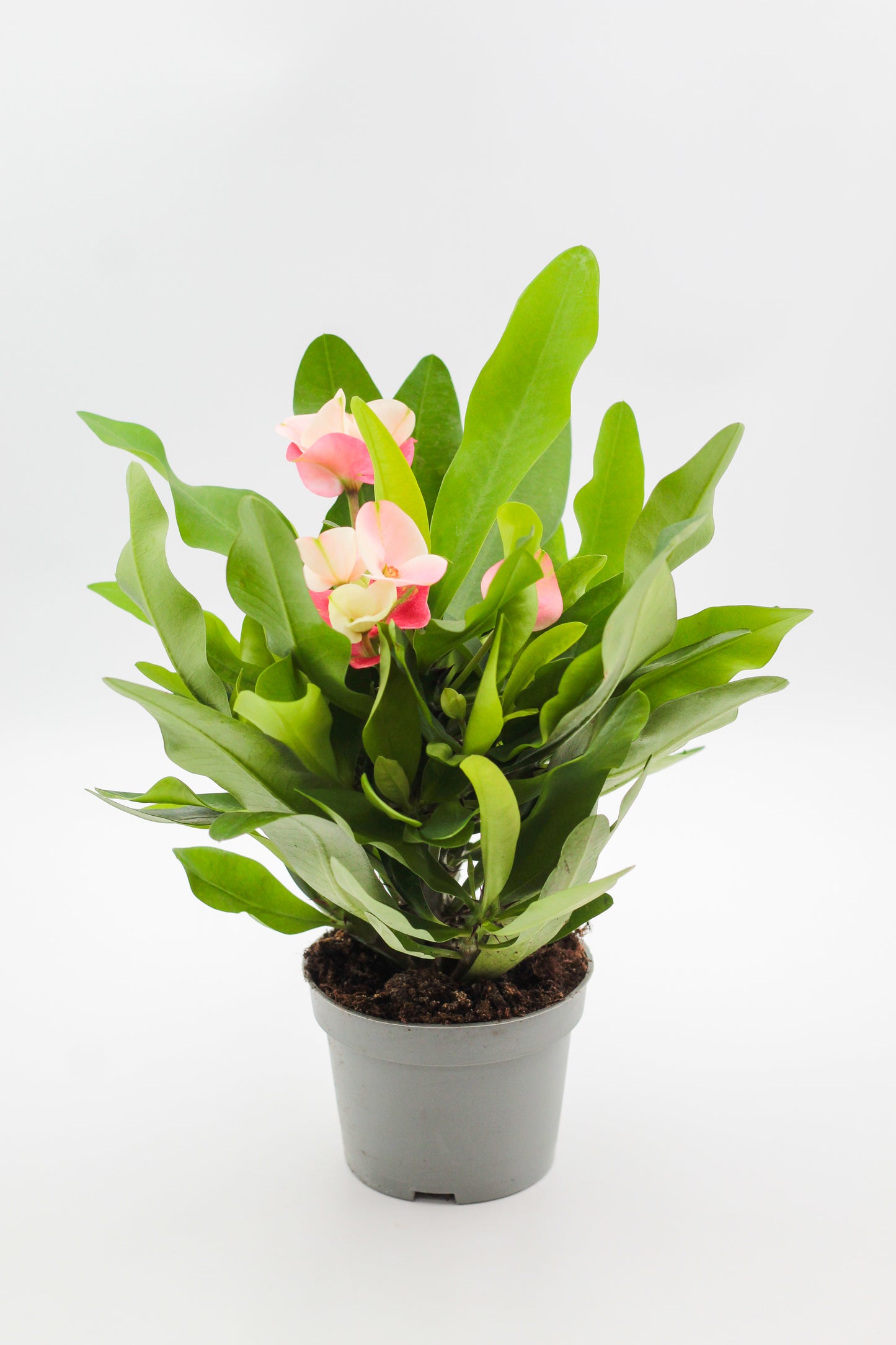 Euphorbia milii "Queen" Christusdoorn