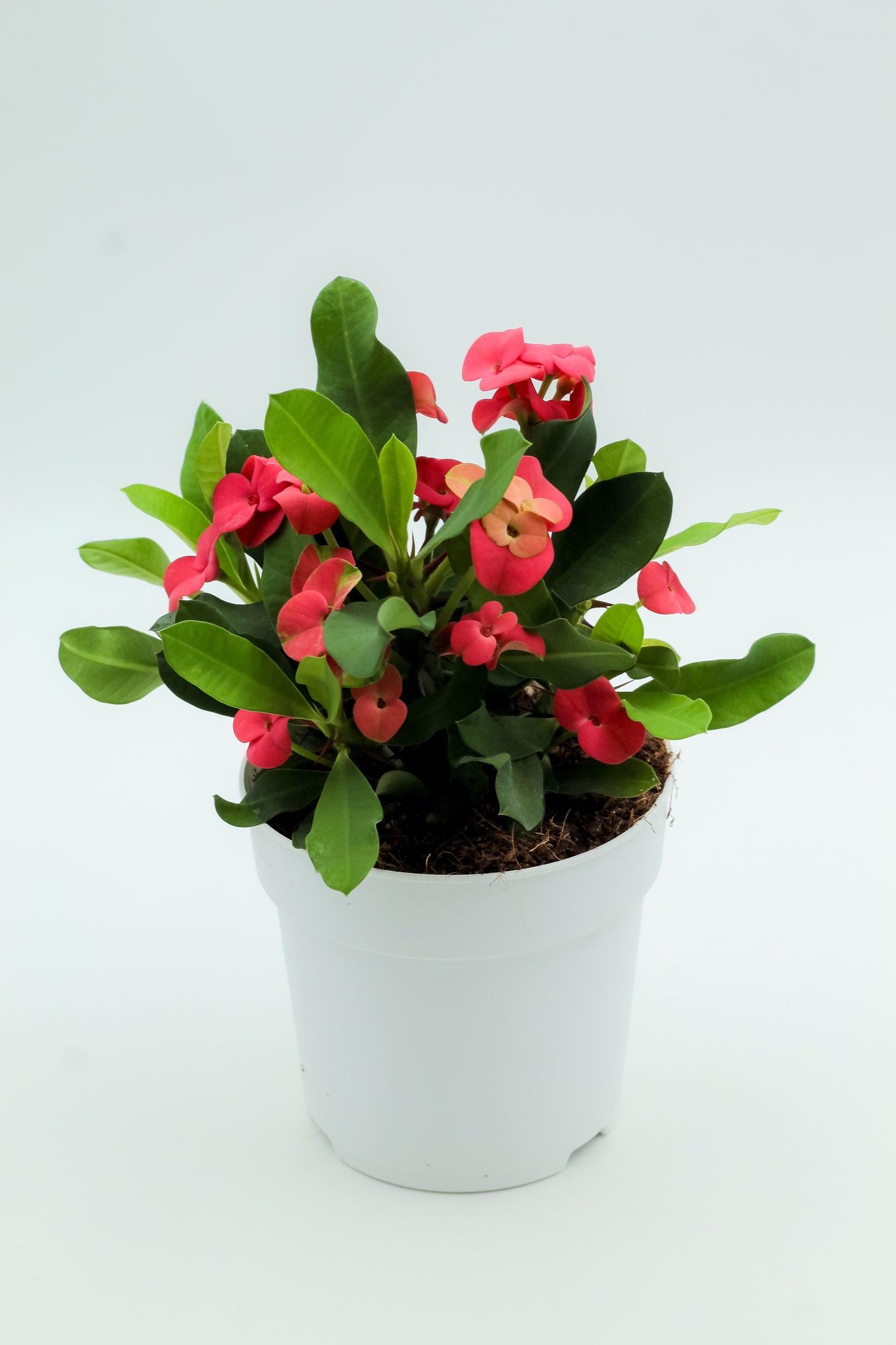 Euphorbia milii rood 'Vulcanus'