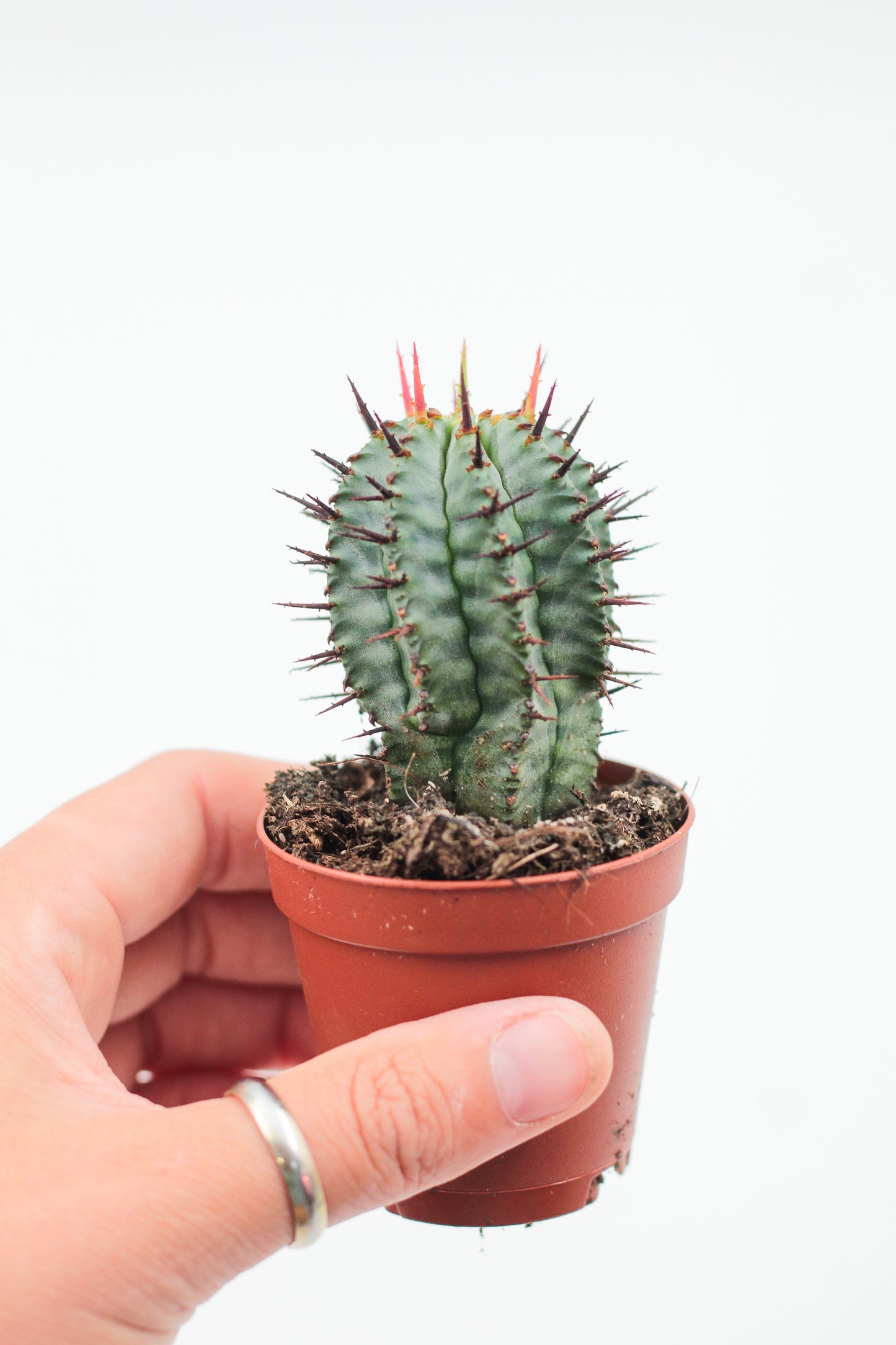 Euphorbia mix 3 pieces 5.5cm growing pot